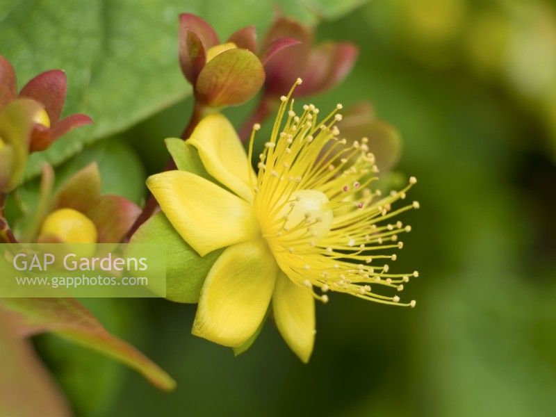 Hypericum androsaemum - Tutsan flower