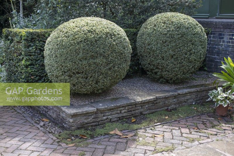Buxus topiary balls in the well garden at Winterbourne Botanic Garden, July