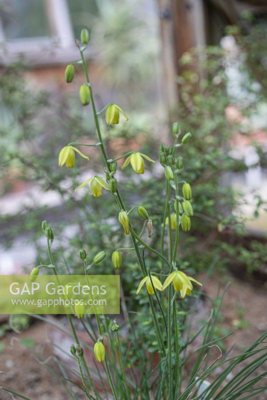 Albuca tenuifolia - July