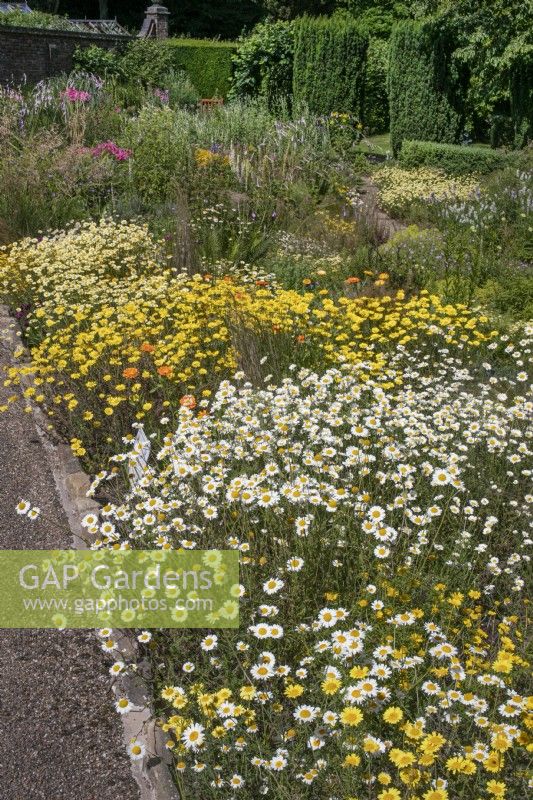 National Collection of Anthemis at Winterbourne Botanic Garden, July