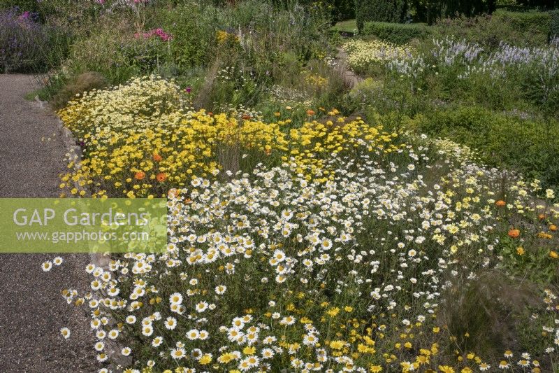 National Collection of Anthemis at Winterbourne Botanic Garden, July