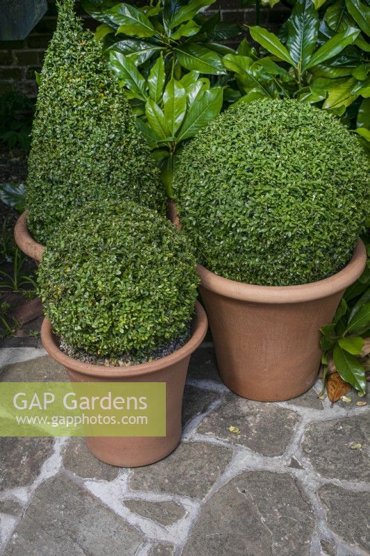 Pots of buxus topiary shapes in the well garden at Winterbourne Botanic Garden, July
