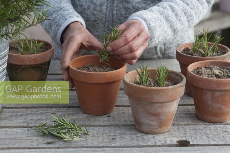 Woman planting rosemary cuttings in clay pots with sandy soil