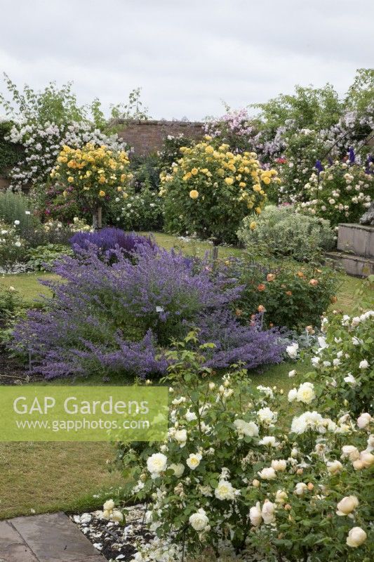 View of walled garden at David Austin Roses - June