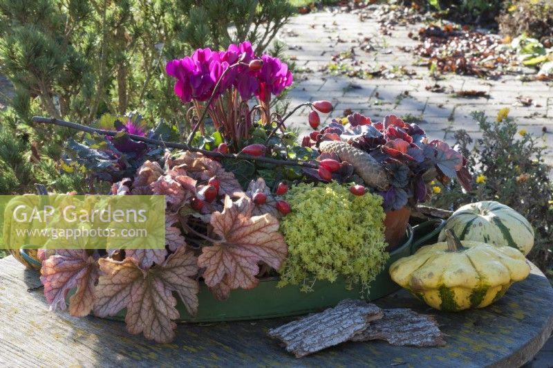 Tray with autumn arrangement: coral bells 'Champagne' 'Silver Gumdrop', stonecrop 'Tokyo Sun', cyclamen, and ornamental cabbage
