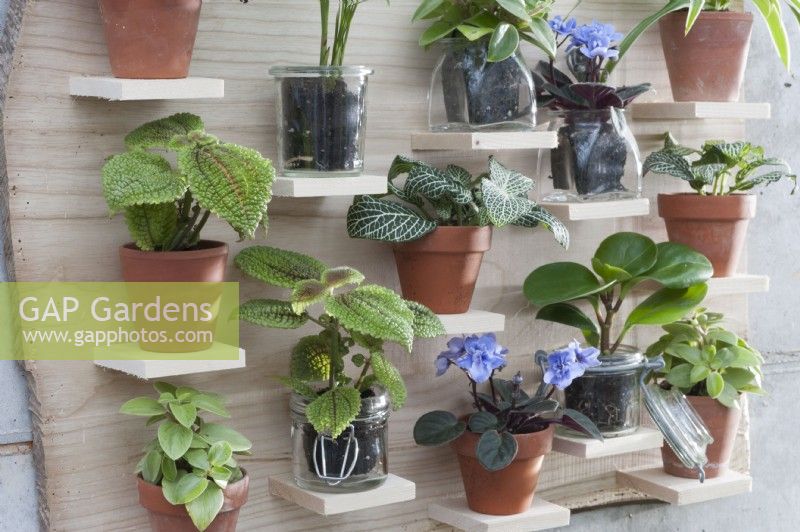 Handmade Wooden shelf with young plants: Coin-leaf peperomia, Fittonia, Usambara violet, watermelon pilea.