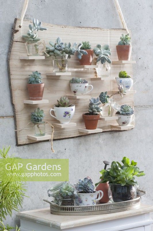 Handmade wooden shelf with succulent cuttings: Echeveria, moonstone, and houseleek in small cups, jars, and clay pots