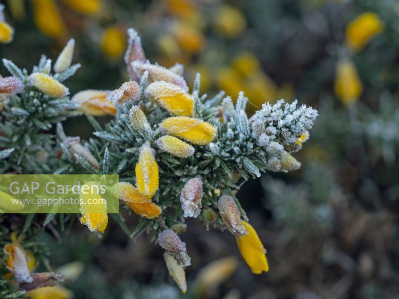 Ulex europacus Gorse in flower in mid winter covered in frost December