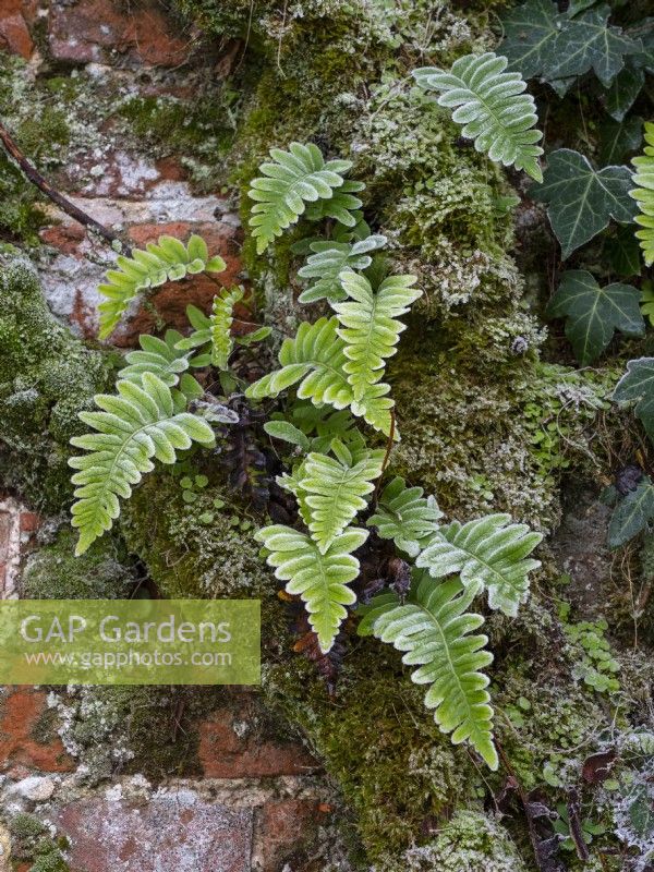Polypodium vulgare - Native British Fern and Hedera ivy winter December