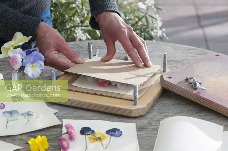 Design greeting cards with flowers: Put the flowers in the flower press