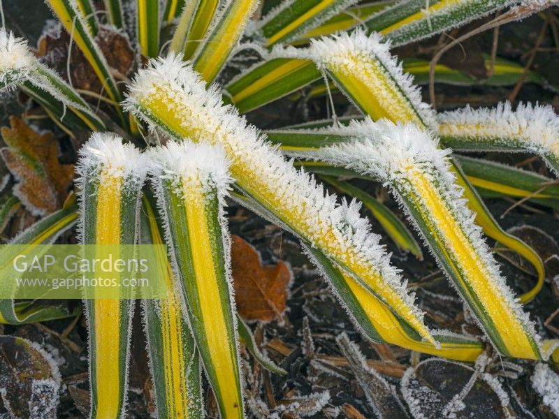  Yucca flaccida 'Golden Sword' covered in frost  winter  December 
