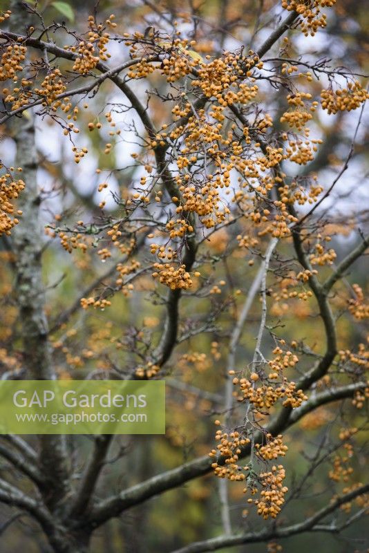 Sorbus folgneri 'Lemon Drop' in November.