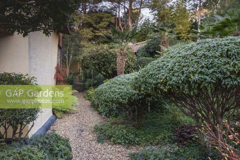 Gravel path leading into a garden of clipped evergreens in December including Prunus lusitanica 'Myrtifolia'.