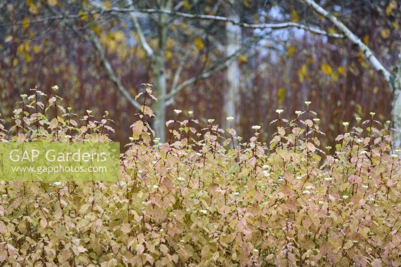 Cornus sanguinea 'Winter Beauty' in November.