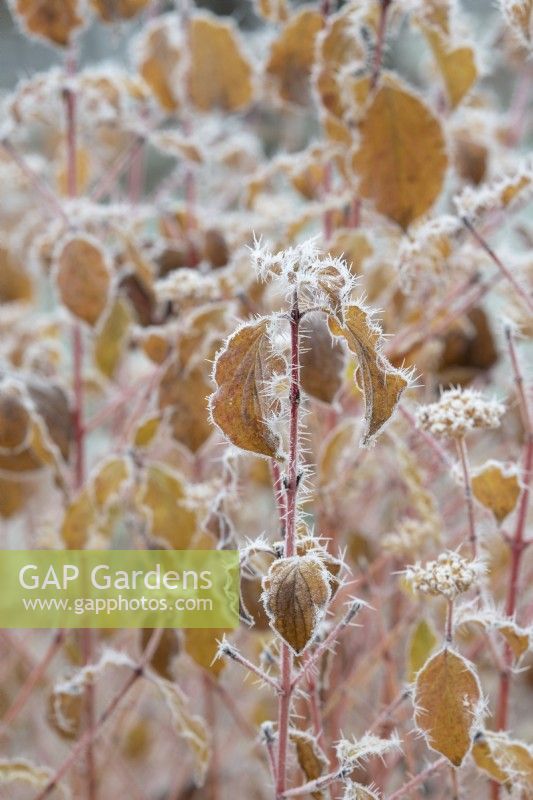 Cornus sanguinea 'Midwinter Fire' - Dogwood foliage in the frost