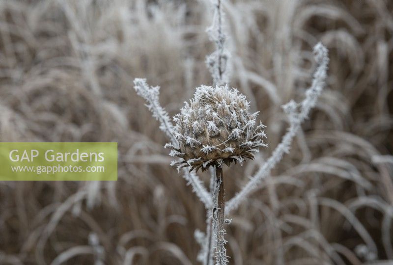 Cynara cardunculus - Spent cardoon in the frost