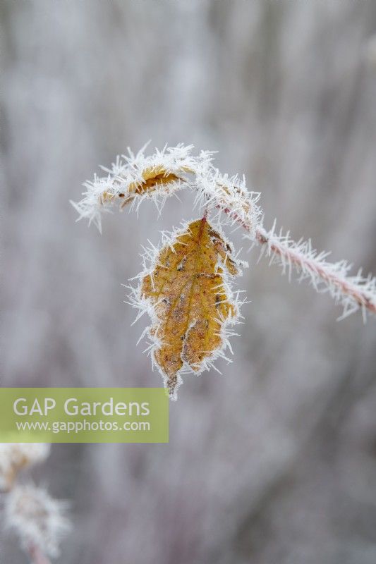 Cornus sanguinea 'Midwinter Fire' - Dogwood leaf in the frost 