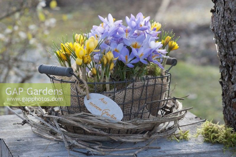 Basket with crocuses in a wreath of clematis vines as a gift