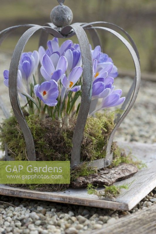 Crocuses 'Lilac Beauty' in moss wreath under a crown