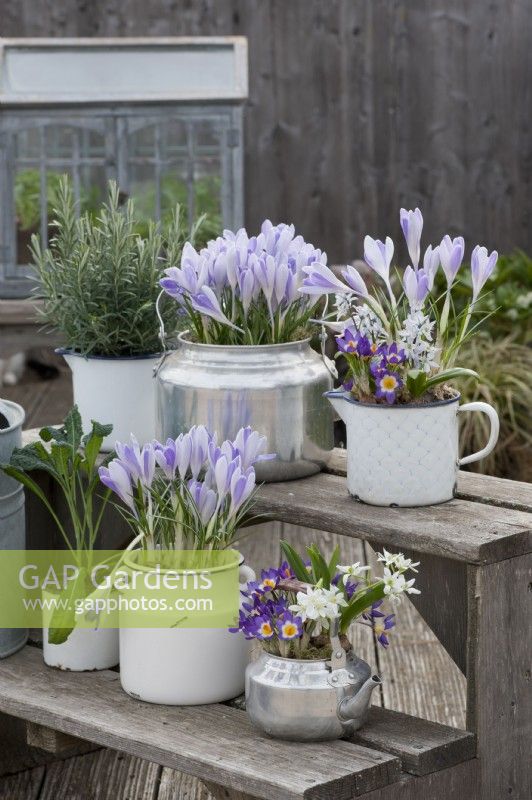 Wooden stairs with crocuses 'Lilac Beauty' 'Tricolor', Ornithogalum, puschkinia, rosemary, and Lacinato kale 'Nero di Toscana' in silver water pots and enamel pots