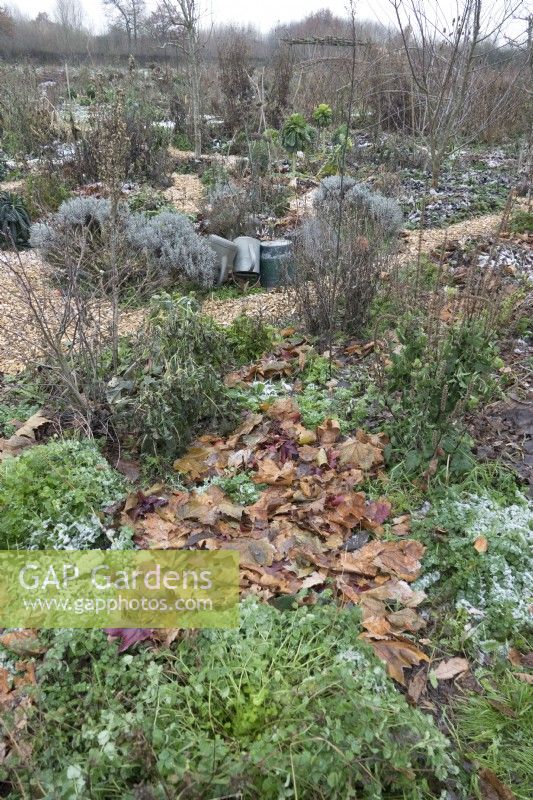 Vegetable garden with paths in organic form in winter. Ground covered with leaves from cold. Watering cans hidden in border.