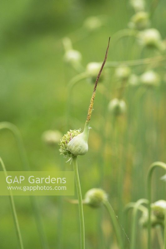 Allium-Garlic.