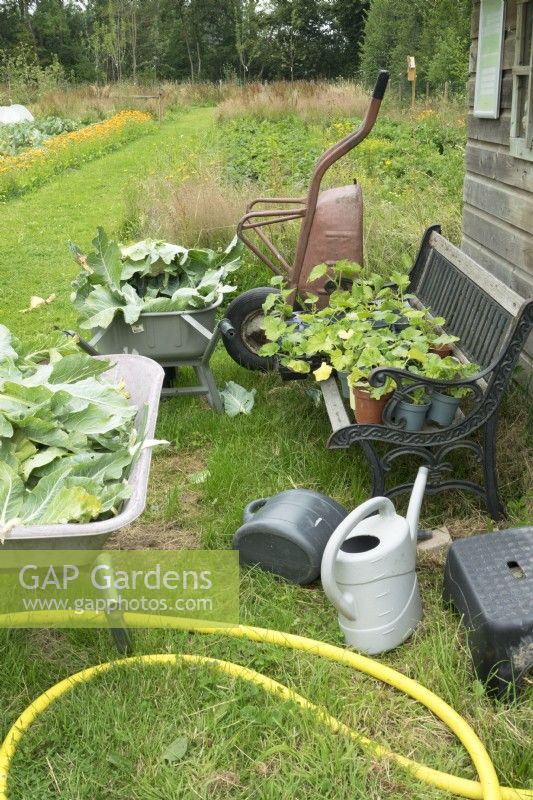 Garden tools like wheelbarrows, garden hose and watering cans in vegetable garden. Young plants on the bench.
