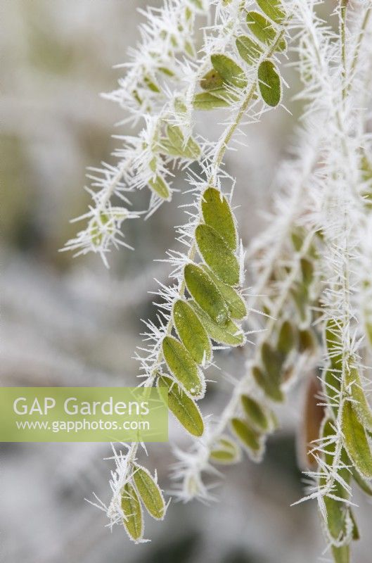 Amorpha fruticosa - Bastard indigo leaves in the frost