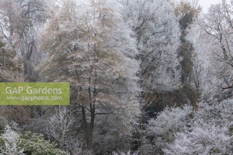 Frost covered winter trees at RHS Wisley Gardens