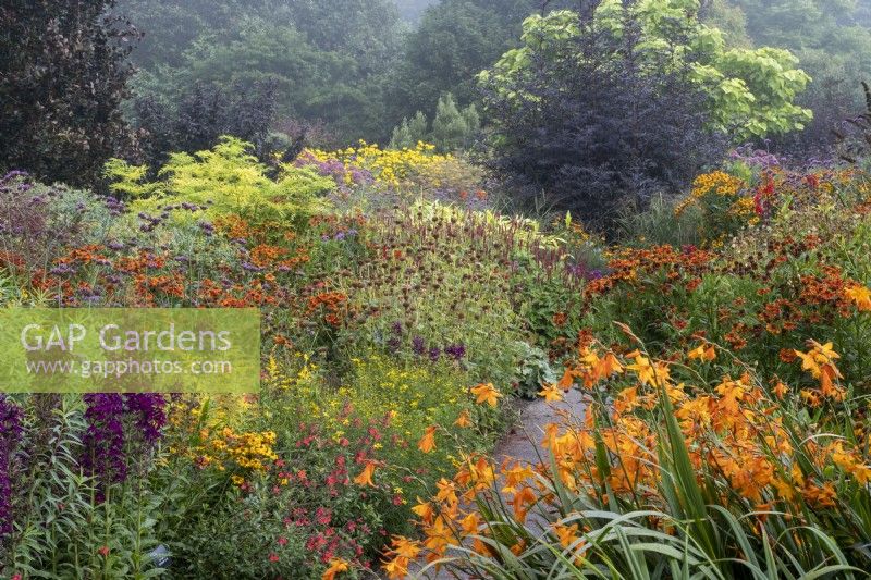 Large 'Hot' border in late summer with Crocosmia 'Star of the East',  Helenium 'Sahin's Early Flowerer' and Lobelia 'Hadspen Purple'
