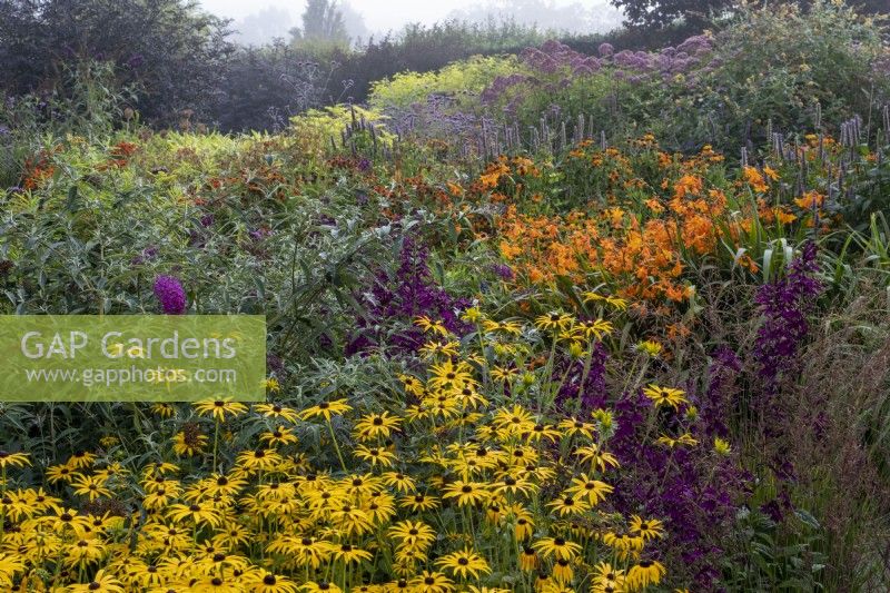 Large 'Hot' border in late summer with Rudbeckia fulgida var. deamii,   Helenium 'Sahin's Early Flowerer and Lobelia 'Hadspen Purple'