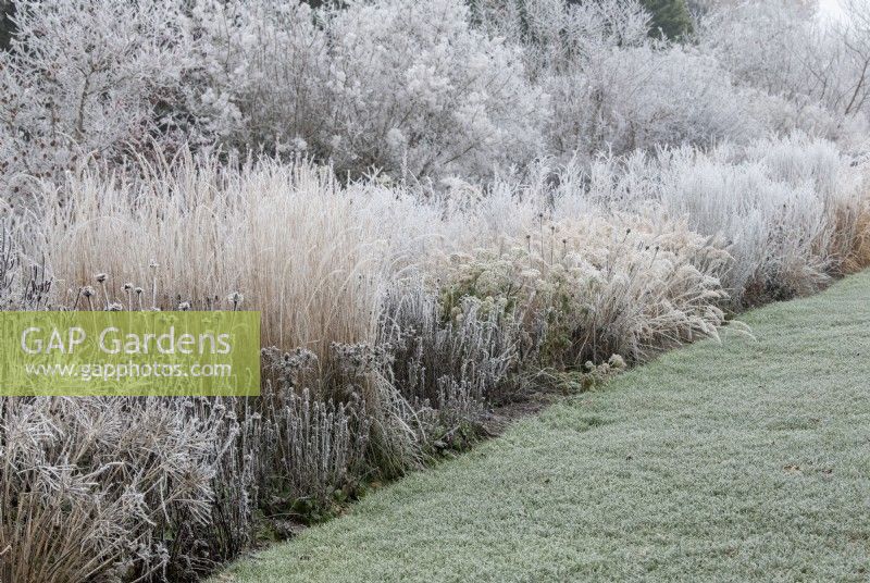 Glasshouse border in the frost at RHS Wisley gardens