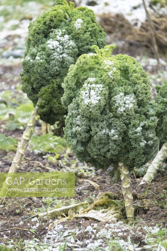 Frost on Brassica-Kale 'Lerchenzungen' in vegetable garden in winter.