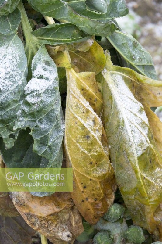 Frosted Brassica oleracea - Brussel Sprouts in winter.