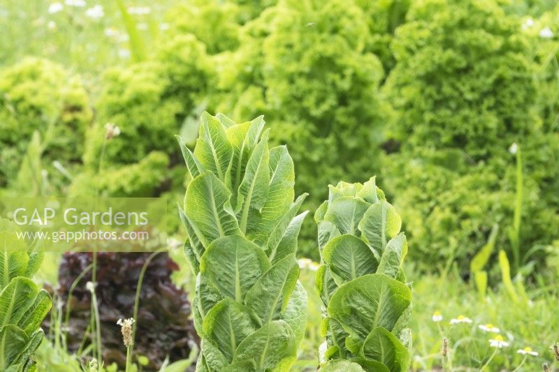 Lettuce in vegetable garden.