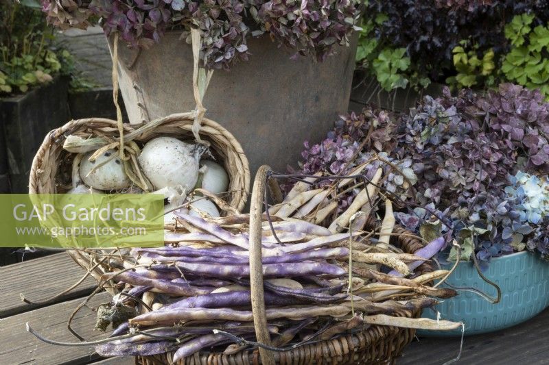 A wicker heart shaped basket holds drying onions and a wicker basket with handle in front holds purple French beans. All set on a wooden table top. Autumn.