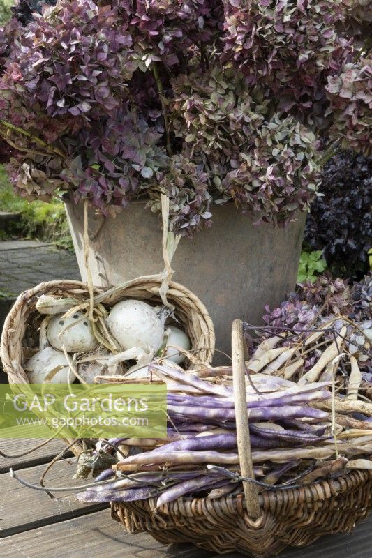 An old aged metal bucket holds a big bunch of dried, purple hydrangea flower heads. A wicker heart shaped basket holds drying onions and a wicker basket with handle in front holds purple French beans. All set on a wooden table top. Autumn.