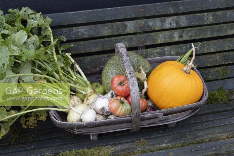 A wooden trug of home grown vegetable produce sits on a wooden bench. Produce includes squash, tomatoes, onions, apples and kohl rabi. Derryn Bank. Autumn.