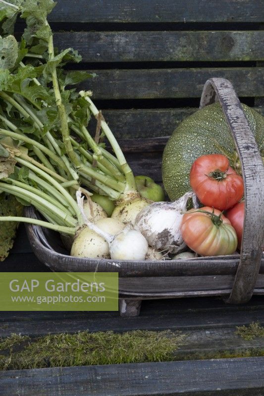 A wooden trug of home grown vegetable produce sits on a wooden bench. Produce includes squash, tomatoes, onions, apples and kohl rabi. Autumn.