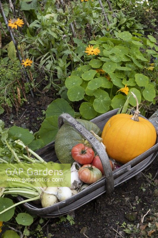 A wooden trug of home grown vegetable produce sits on the ground of a vegetable patch with nasturtiums behind. Produce includes squash, tomatoes, onions, apples and kohl rabi. Autumn.