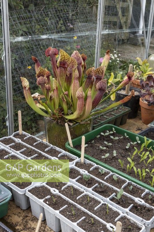 A variety of flower and vegetable seedlings including sweet peas and cerinthe grow in seed trays in a greenhouse in front of a crimson pitcher plant, Sarracenia leucophylla, purple trumpet-leaf, white pitcher plant. Autumn.