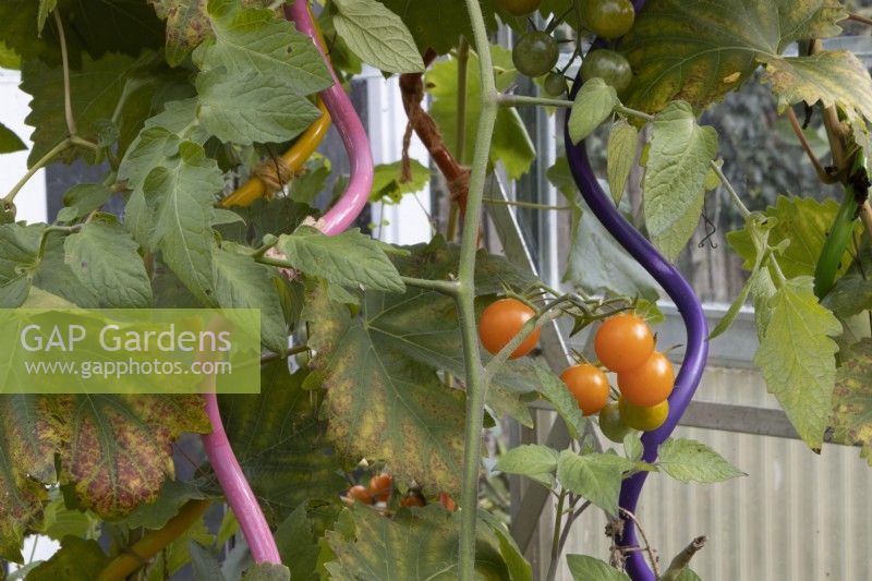 Tomato plants grow up colourful, curly plant stakes. Autumn.
