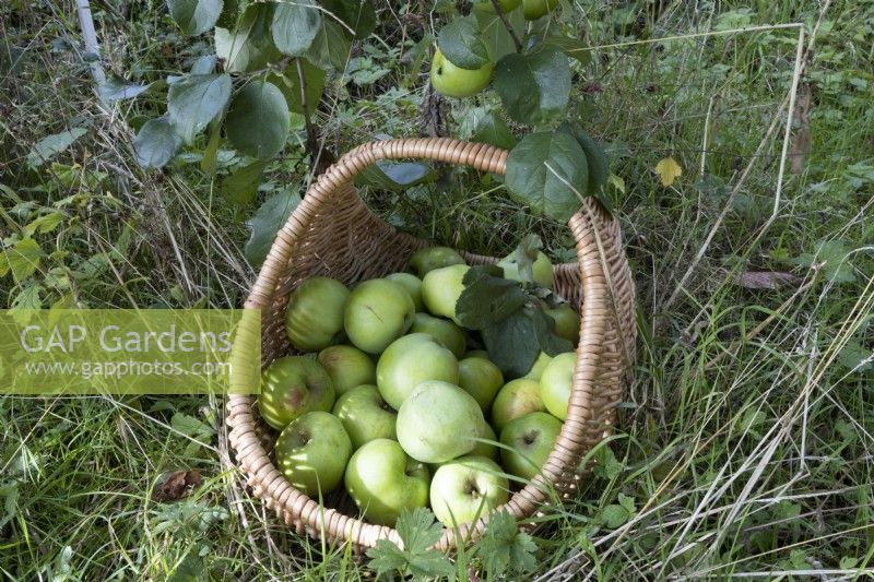 A wicker basket full of apples sits on the grass under an apple bough. Autumn.