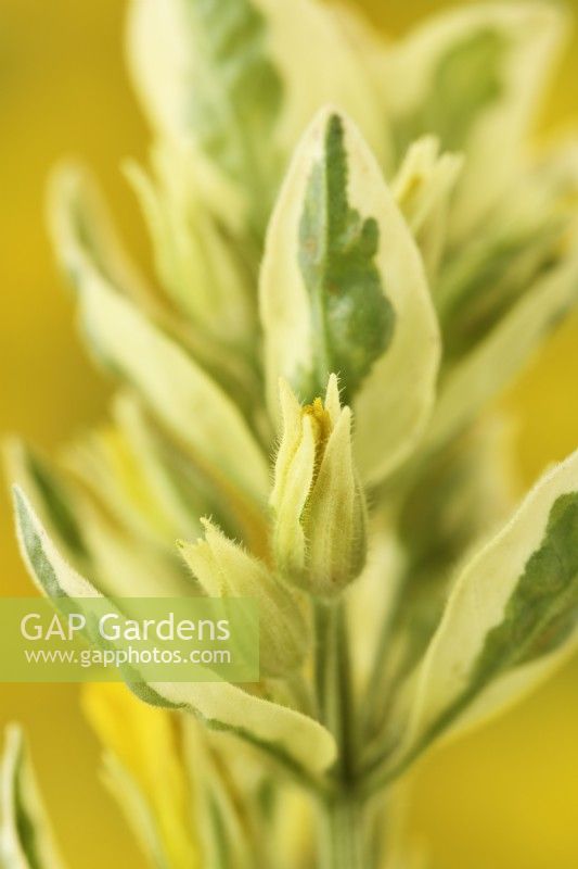 Lysimachia punctata  'Alexander'  Variegated loosestrife flower bud  June
