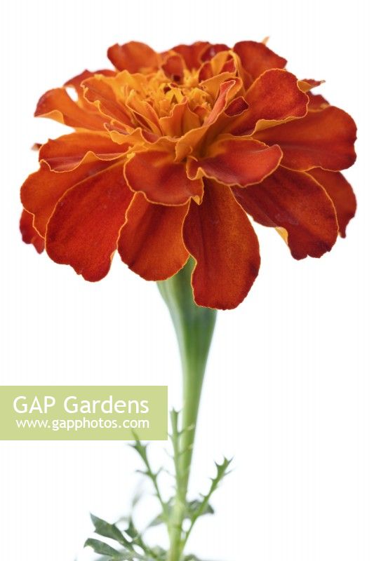 Tagetes patula  Durango Red  'Pas221545'  French marigold  Durango Series  Flower fading with age  August