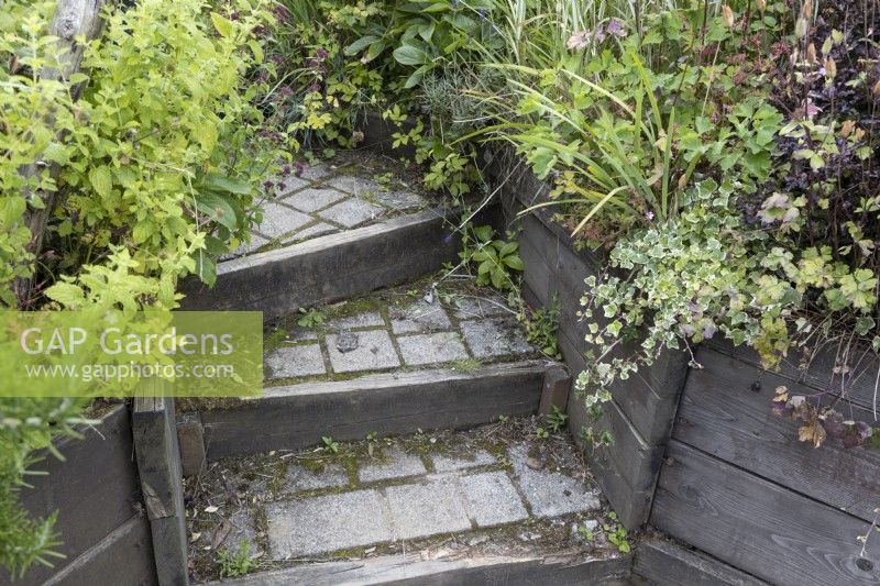 Three curved, paved steps with various foliage softening the edges. June.
