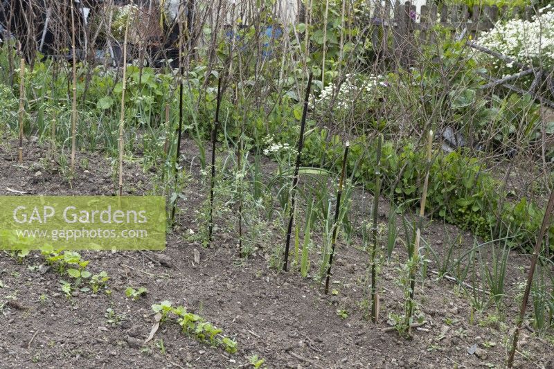 Rows of young vegetable plants, inclduing peas and onions, grow amongst various plant supports including pea sticks and wooden canes.  June.