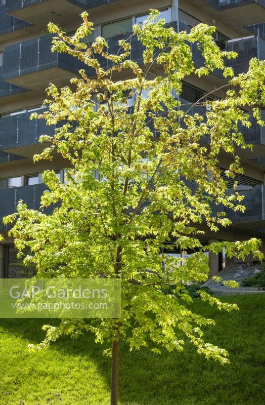 Acer saccharinum, spring March