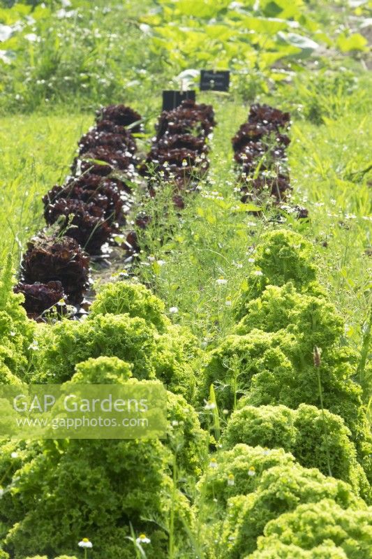 Kale and Lettuce in vegetable garden.