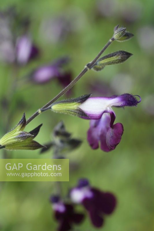 Salvia  'Dyspurp'  Amethyst Lips  Sage  November
